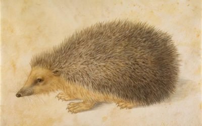 “Hannah-My-Hedgehog: A Tale of Change & Transformation”