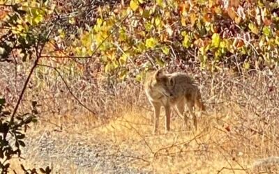 Report from the Section Fairytale Group / December 2025 / by Marion Donehower