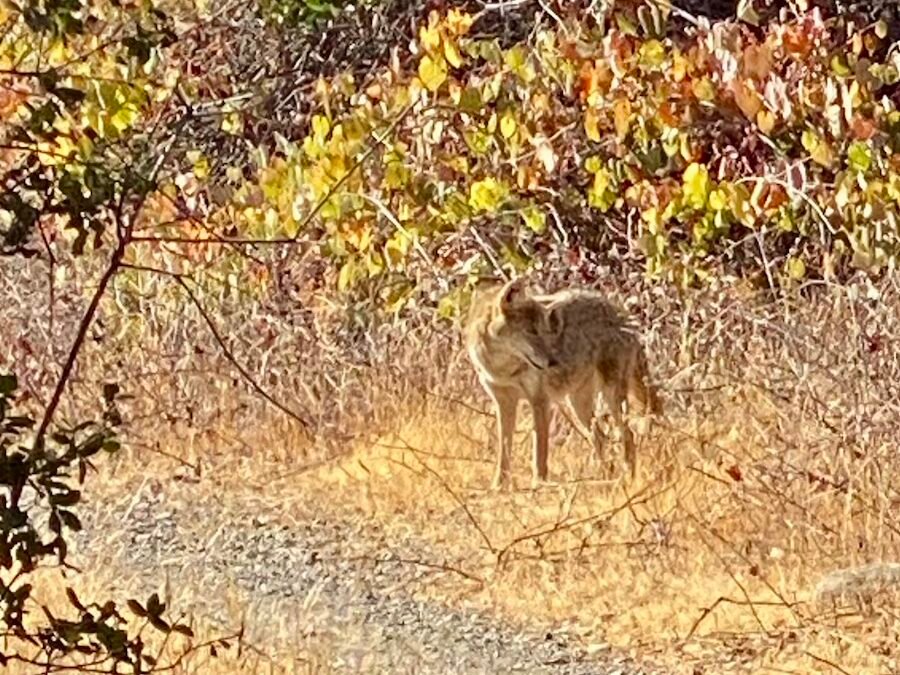 Report from the Section Fairytale Group / December 2025 / by Marion Donehower